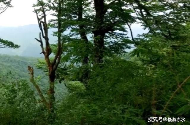 果果大作战